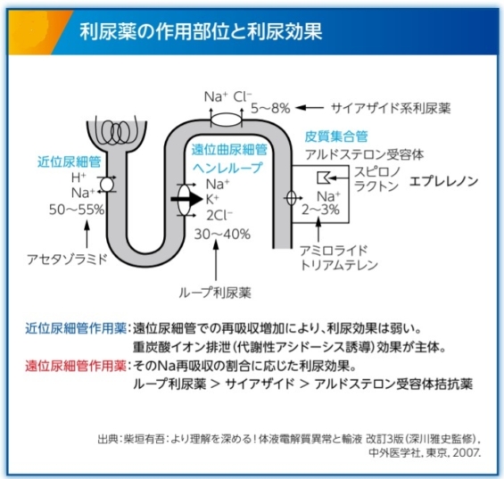 ループ利尿薬の併用ってあり？なし？各薬剤の特徴と使い分けも含めて くすりと興味のアウトプット